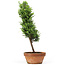 Chamaecyparis obtusa, 33 cm, ± 8 Jahre alt