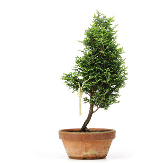 Chamaecyparis obtusa, 27 cm, ± 8 anni