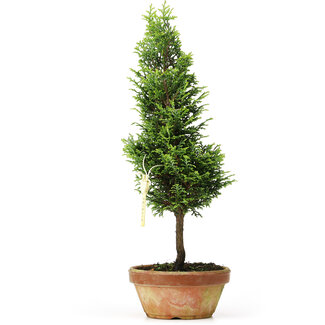 Chamaecyparis obtusa, 34 cm, ± 8 anni