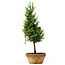 Chamaecyparis obtusa, 34 cm, ± 8 jaar oud