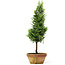 Chamaecyparis obtusa, 34 cm, ± 8 jaar oud