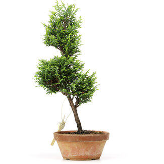 Chamaecyparis obtusa, 32 cm, ± 8 anni