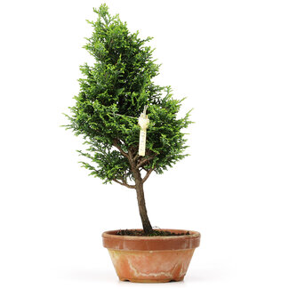 Chamaecyparis obtusa, 32 cm, ± 8 jaar oud