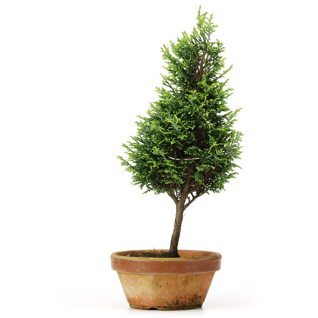 Chamaecyparis obtusa, 29 cm, ± 8 jaar oud