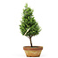 Chamaecyparis obtusa, 29 cm, ± 8 jaar oud