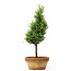 Chamaecyparis obtusa, 29 cm, ± 8 jaar oud