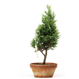 Chamaecyparis obtusa, 28 cm, ± 8 anni