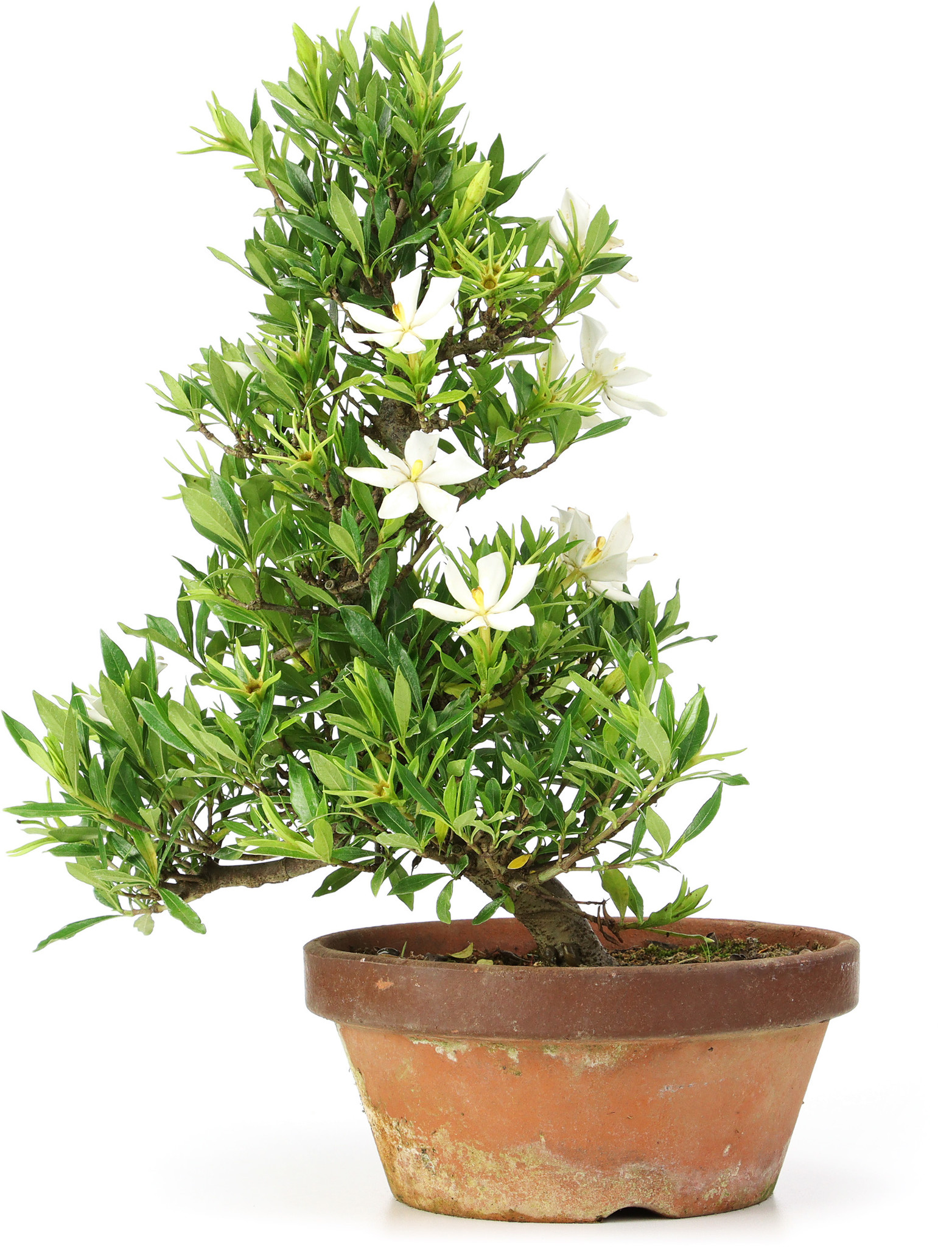 Gardenia jasminoides, 37 cm, ± 12 años, con flores blancas y frutos  anaranjados - Bonsai Plaza