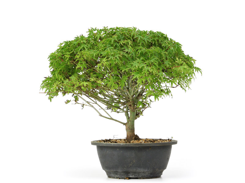 Acer palmatum Kiyohime, 25 cm, ± 12 jaar oud