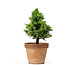 Cryptomeria japonica, 23 cm, ± 15 years old