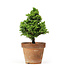 Cryptomeria japonica, 23 cm, ± 15 years old
