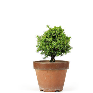 Cryptomeria japonica, 18 cm, ± 15 anni