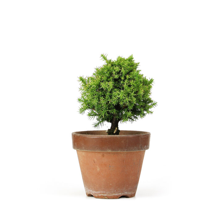 Cryptomeria japonica, 18 cm, ± 15 anni