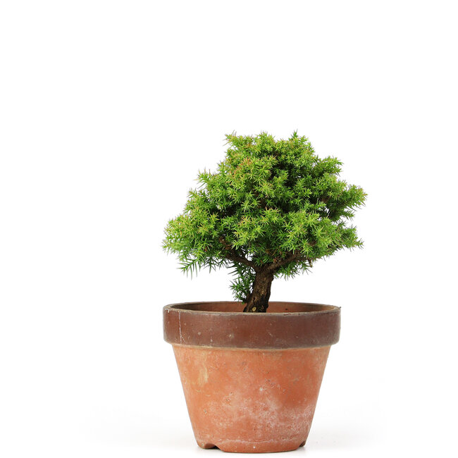 Cryptomeria japonica, 18 cm, ± 15 jaar oud