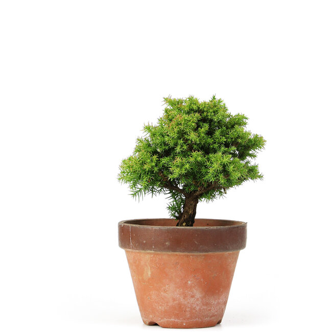 Cryptomeria japonica, 18 cm, ± 15 years old