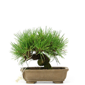 Pinus thunbergii, 11 cm, ± 12 ans