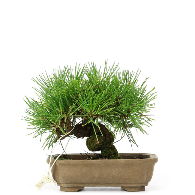 Pinus thunbergii, 11 cm, ± 12 years old
