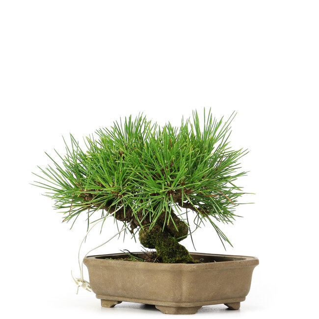 Pinus thunbergii, 11 cm, ± 12 jaar oud