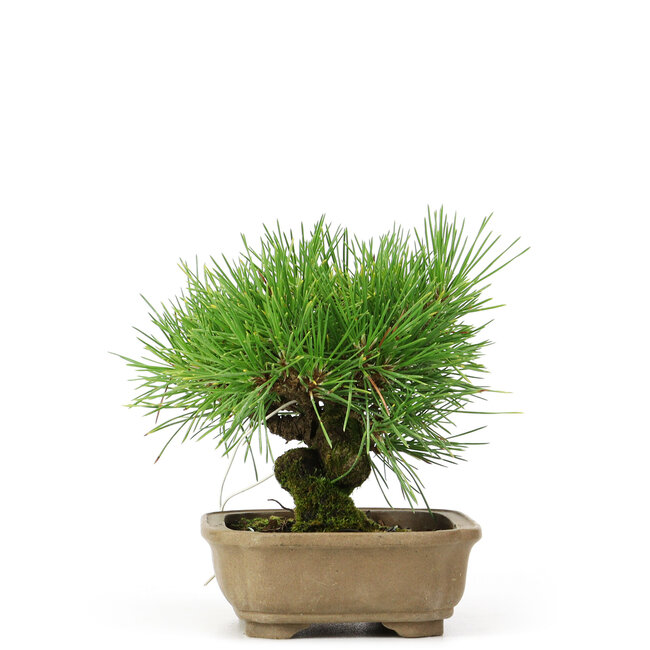 Pinus thunbergii, 11 cm, ± 12 años