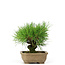 Pinus thunbergii, 11 cm, ± 12 years old