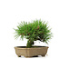 Pinus thunbergii, 11 cm, ± 12 years old