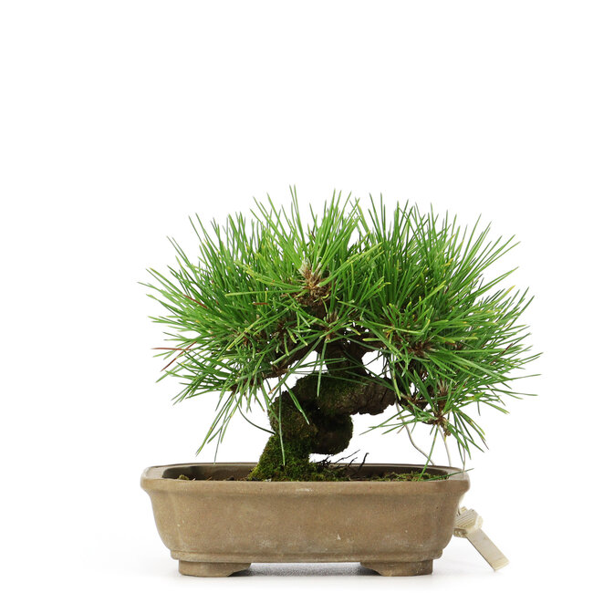 Pinus thunbergii, 11 cm, ± 12 ans