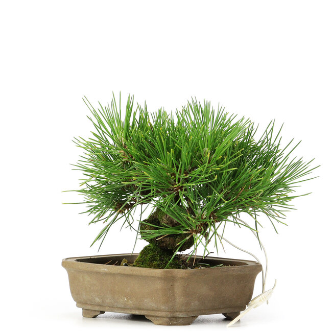 Pinus thunbergii, 11 cm, ± 12 años