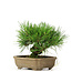 Pinus thunbergii, 11 cm, ± 12 jaar oud