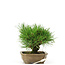Pinus thunbergii, 11 cm, ± 12 Jahre alt