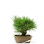 Pinus thunbergii, 11 cm, ± 12 years old