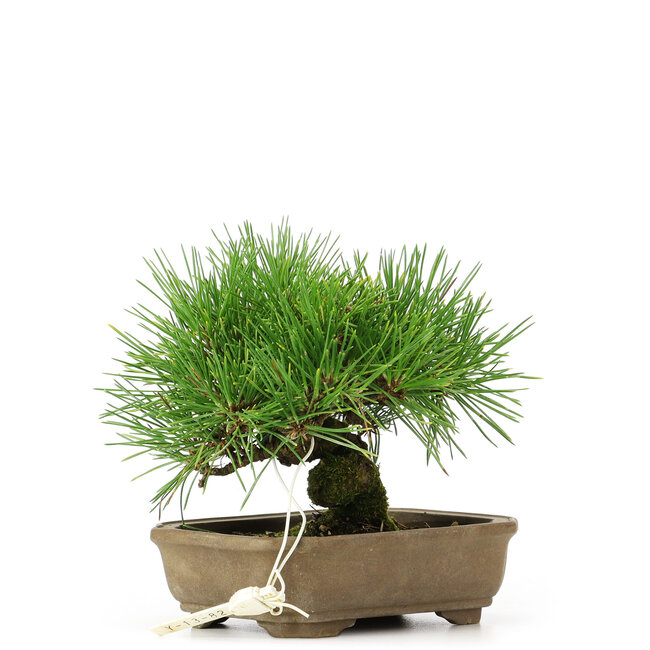 Pinus thunbergii, 11 cm, ± 12 ans