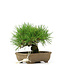 Pinus thunbergii, 11 cm, ± 12 years old