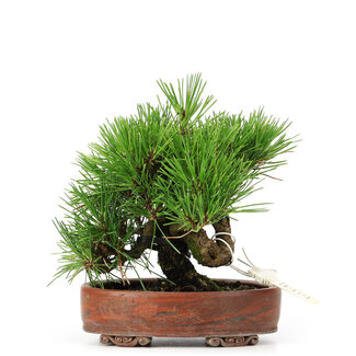 Pinus thunbergii, 14 cm, ± 12 jaar oud