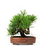 Pinus thunbergii, 14 cm, ± 12 anni, in vaso giapponese fatto a mano