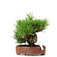 Pinus thunbergii, 14 cm, ± 12 jaar oud, in handgemaakte Japanse pot