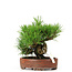 Pinus thunbergii, 14 cm, ± 12 Jahre alt, in einem handgefertigten japanischen Topf