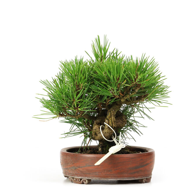 Pinus thunbergii, 14 cm, ± 12 anni, in vaso giapponese fatto a mano