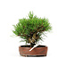 Pinus thunbergii, 14 cm, ± 12 Jahre alt, in einem handgefertigten japanischen Topf