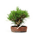 Pinus thunbergii, 14 cm, ± 12 years old, in a handmade Japanese pot