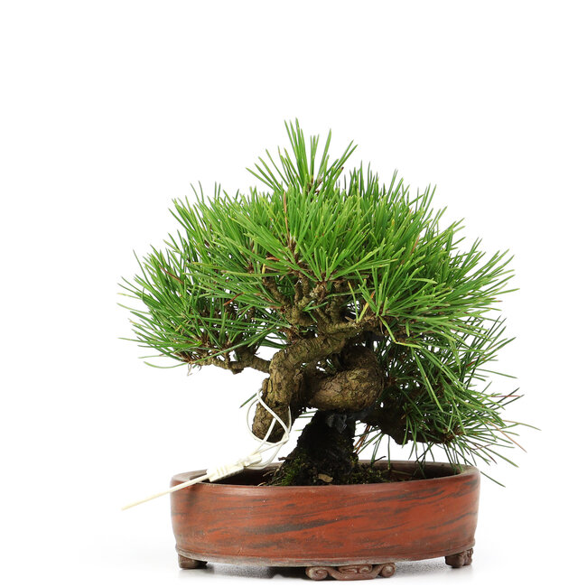 Pinus thunbergii, 14 cm, ± 12 años, en maceta japonesa hecha a mano