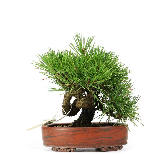 Pinus thunbergii, 14 cm, ± 12 Jahre alt, in einem handgefertigten japanischen Topf