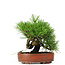 Pinus thunbergii, 14 cm, ± 12 anni, in vaso giapponese fatto a mano