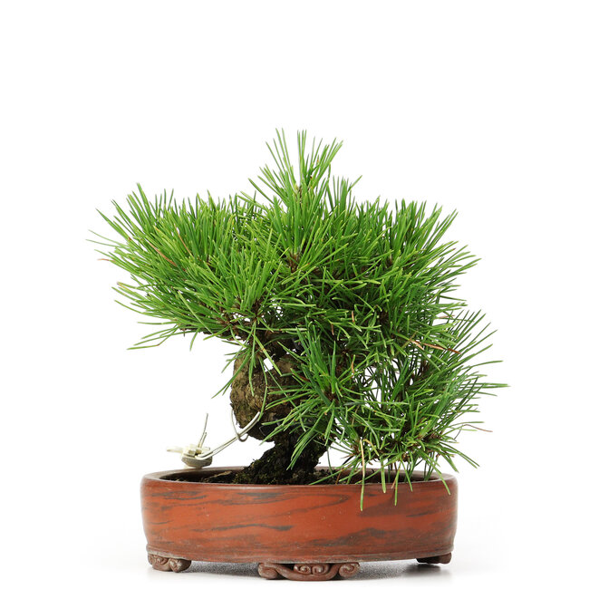 Pinus thunbergii, 14 cm, ± 12 Jahre alt, in einem handgefertigten japanischen Topf