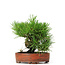 Pinus thunbergii, 14 cm, ± 12 anni, in vaso giapponese fatto a mano