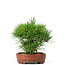 Pinus thunbergii, 14 cm, ± 12 jaar oud, in handgemaakte Japanse pot