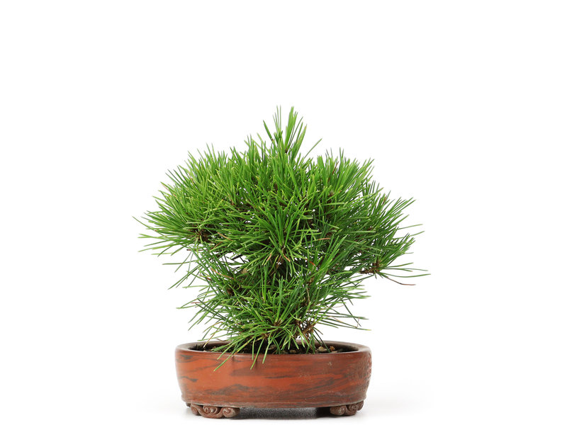 Pinus thunbergii, 14 cm, ± 12 jaar oud, in handgemaakte Japanse pot