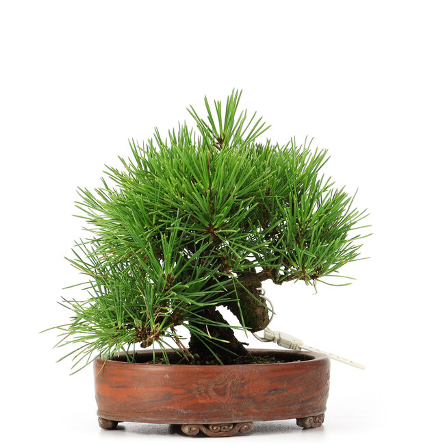 Pinus thunbergii, 14 cm, ± 12 años, en maceta japonesa hecha a mano