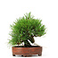 Pinus thunbergii, 14 cm, ± 12 anni, in vaso giapponese fatto a mano