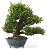 Trachelospermum asiaticum, 32 cm, ± 35 jaar oud, in een handgemaakte Japanse Shuhou pot