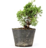 Juniperus chinensis Kishu, 22 cm, ± 12 jaar oud